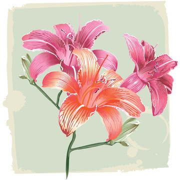 對(duì)垃圾背景Lily Flowers