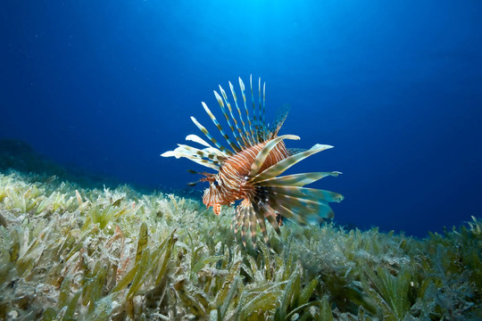 海洋；太陽和獅子魚