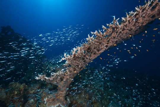 海洋；太陽(yáng)和魚