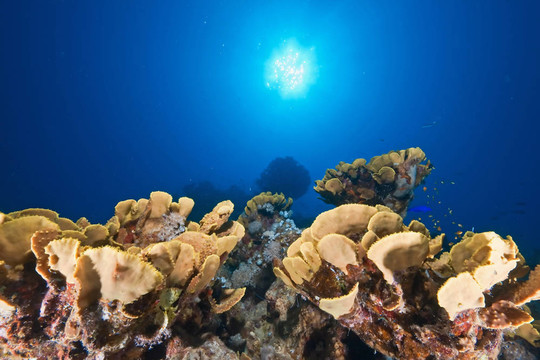 海洋；太陽和魚