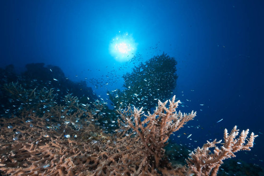 海洋；太陽和魚