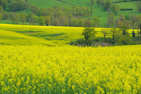 Rapeseed 17
