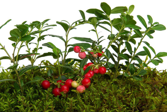 cowberry 04