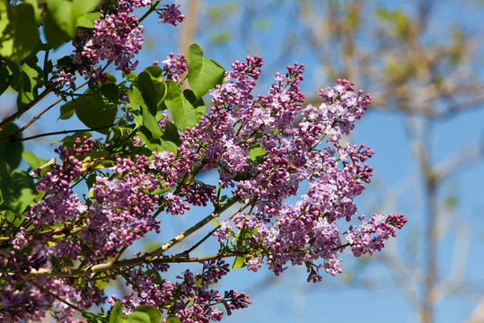 丁香花