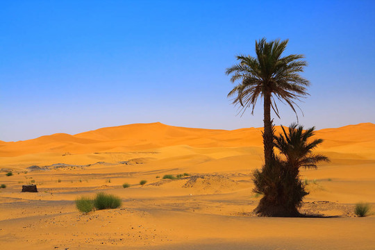 在撒哈拉沙漠棕櫚樹（Erg Chebbi；摩洛哥）