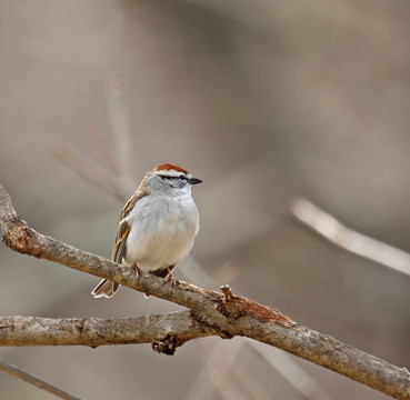 削Sparrow