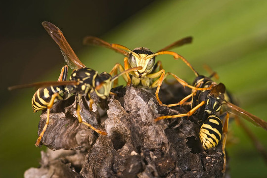 黃蜂（Polistes bischoff）