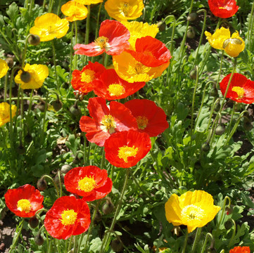 papavers