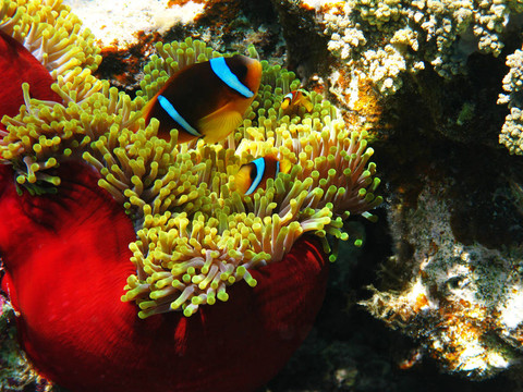 ?？蛢蓷l帶狀clownfishes