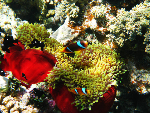 兩條帶狀clownfishes和?？? style=
