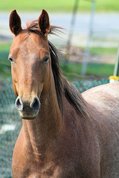 Brown Horse h-4218