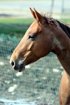 Brown Horse h-4222