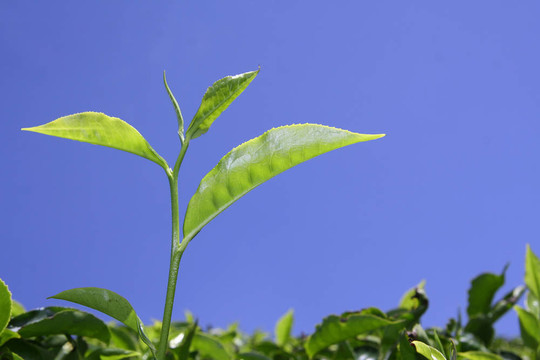 茶葉