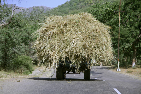 干草