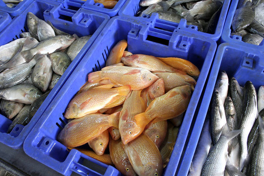 魚