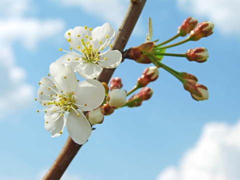 開花