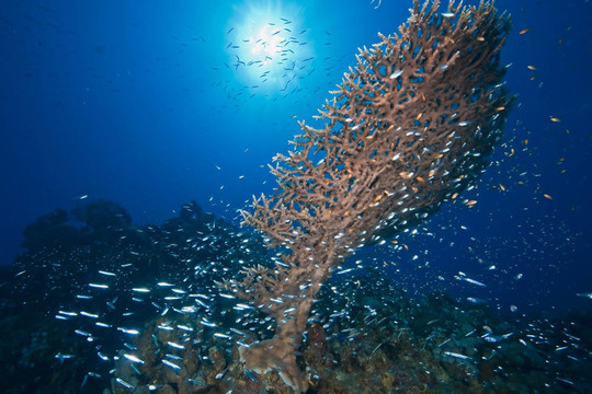 海洋；太陽和魚