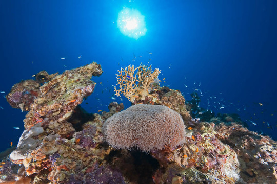海洋；太陽和魚
