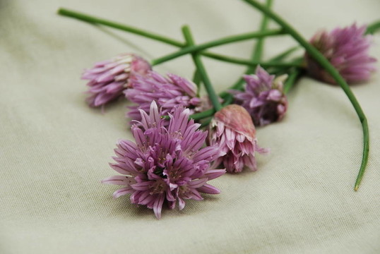 韭菜花