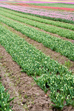 粉紅色的郁金香