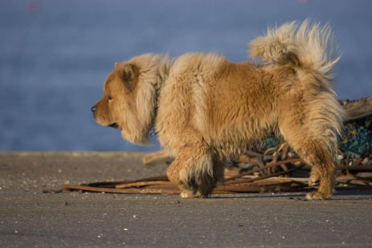 松獅犬