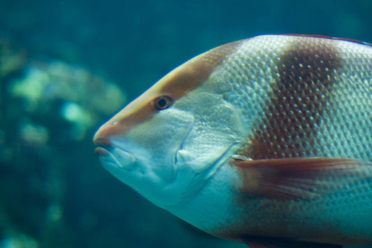 異國(guó)情調(diào)的魚