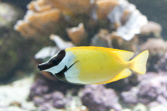 異國(guó)情調(diào)的魚(yú)