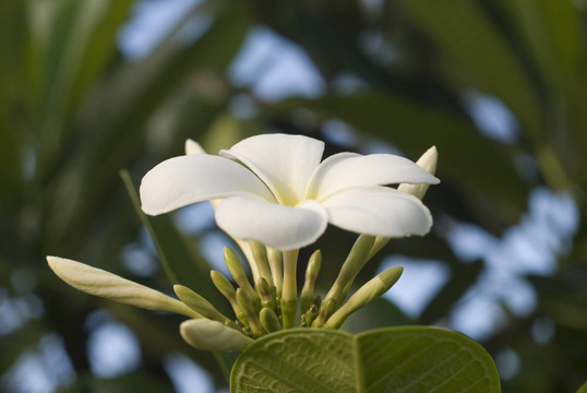 塞舌爾白花