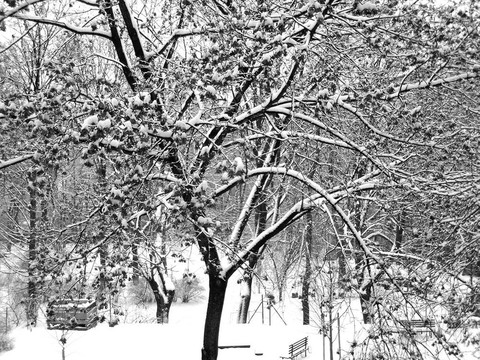 公園里的雪