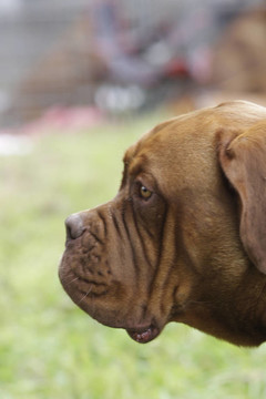 法國(guó)波爾多