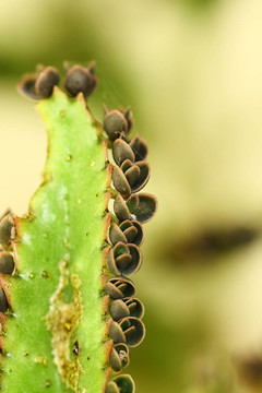 肉質(zhì)植物