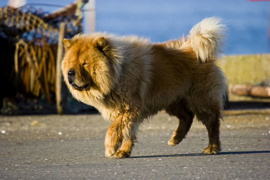 松獅犬