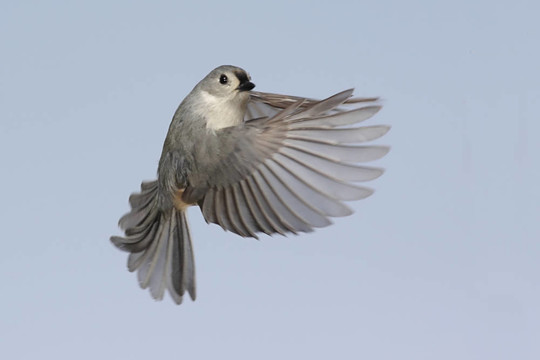 飛行的鳥