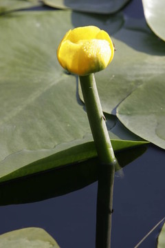 睡蓮的花