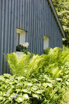 蕨類植物和路由器對山寨