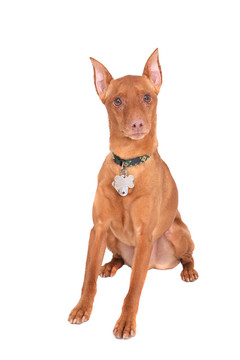 迷你杜賓犬