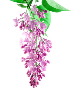 丁香花