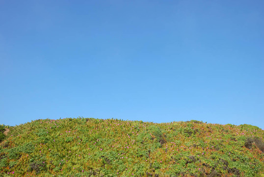 結晶iceplant或Mesembryanthemum crystallinum Field