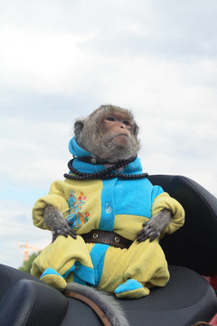 訓(xùn)練有素的猴子