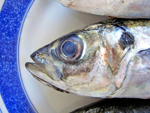 鯖魚(yú)頭觀