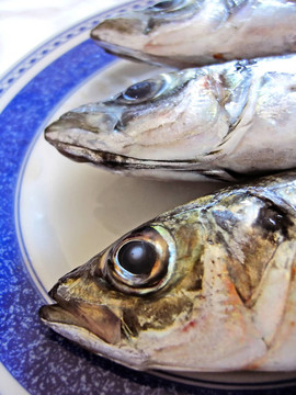 三馬鮫魚