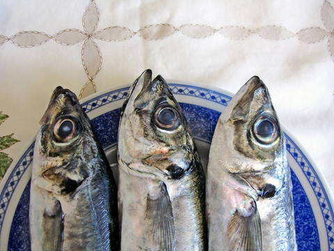 三馬鮫魚