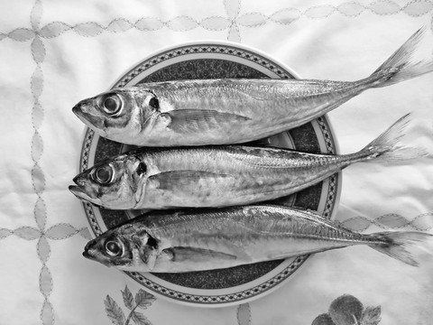 黑色和白色的魚