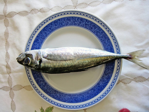 孤獨(dú)的魚