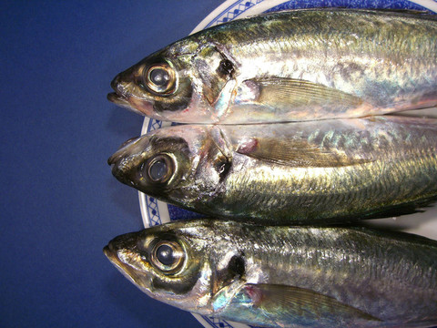 三馬鮫魚