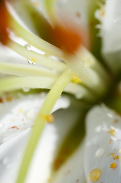 花的細節(jié)