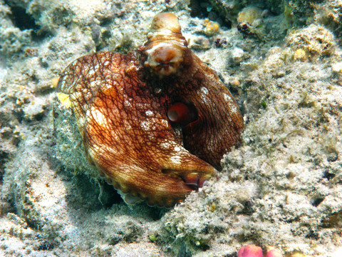 章魚