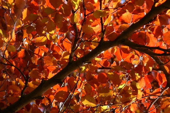 夏季紅葉冠層