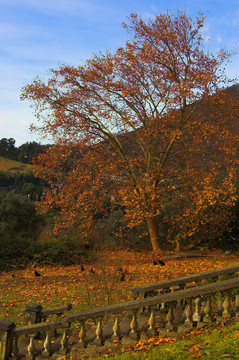 橙色樹(shù)和樓梯