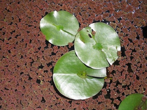 莉莉墊和浮萍
